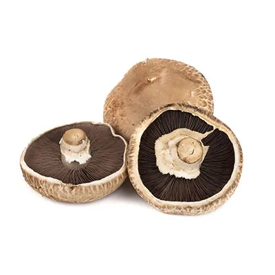 פטריות פרטובלו